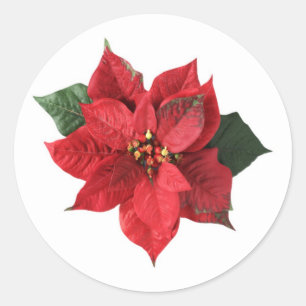 Red Poinsettia on white Christmas Sticker