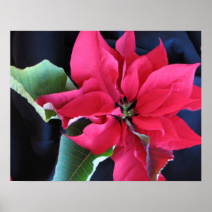 Red Poinsettia Poster