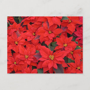 Red Poinsettias I Christmas Holiday Floral Photo
