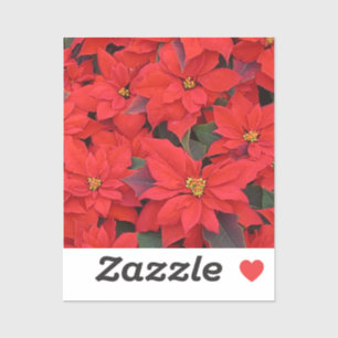 Red Poinsettias I Christmas Holiday Floral Photo