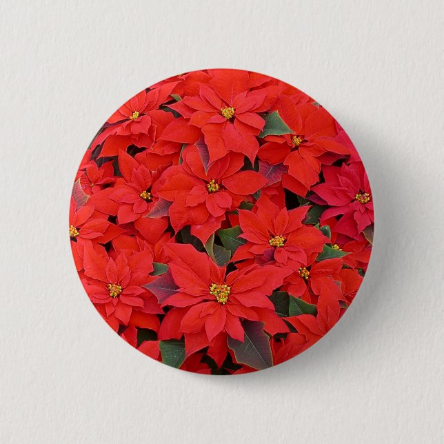 Red Poinsettias I Christmas Holiday Floral Photo 6 Cm Round Badge (Front)
