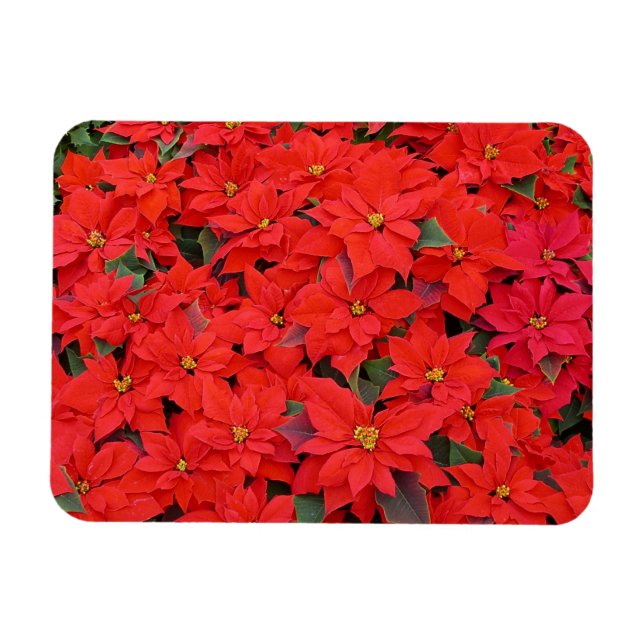Red Poinsettias I Christmas Holiday Floral Photo Magnet (Horizontal)