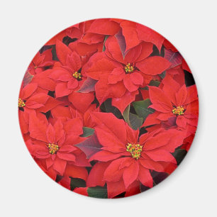 Red Poinsettias I Christmas Holiday Floral Photo Magnet