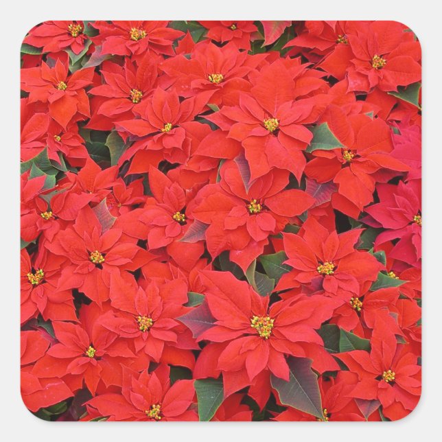 Red Poinsettias I Christmas Holiday Floral Photo Square Sticker (Front)