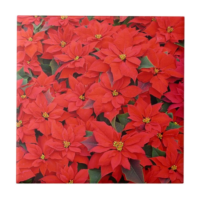 Red Poinsettias I Christmas Holiday Floral Photo Tile (Front)