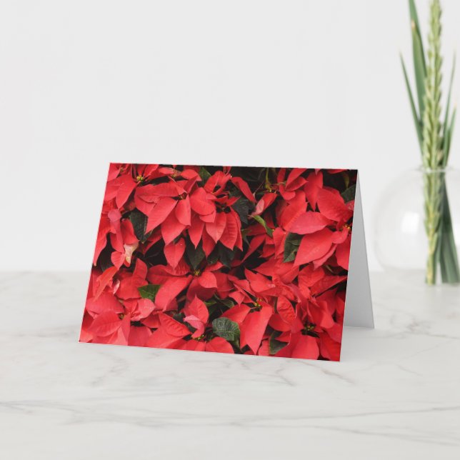 Red Poinsettias II Christmas Holiday Floral Card (Front)