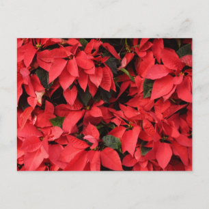 Red Poinsettias II Christmas Holiday Floral Postcard