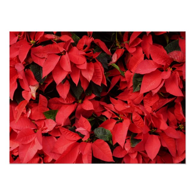 Red Poinsettias II Christmas Holiday Floral Poster (Front)