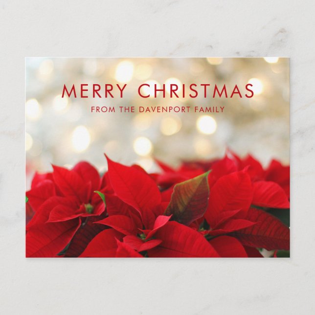 Red Poinsettias with Golden Bokeh Christmas Postcard (Front)