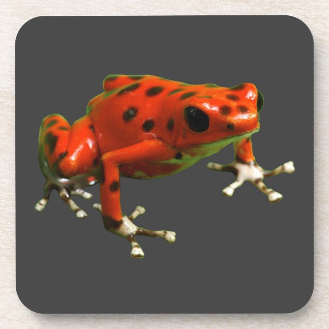 Red Poison Dart Frog Coaster (Front)
