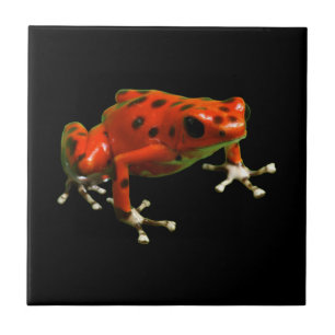 Red Poison Dart Frog Tile