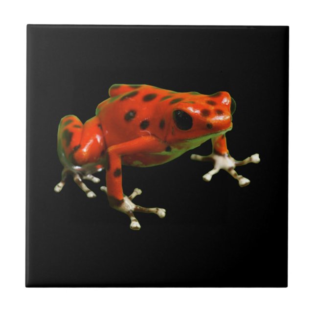 Red Poison Dart Frog Tile (Front)