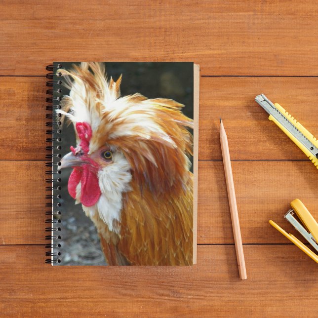 Red Polish Chicken Photo Notebook (In Situ)