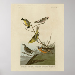 Red-poll Tanager Bunting Audubon Birds of America Poster