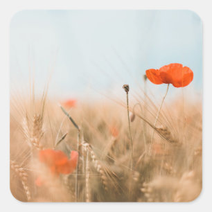 Red Poppies and Gold Barley Square Sticker