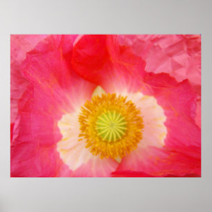 Red Poppies art prints Oriental Poppy Flowers