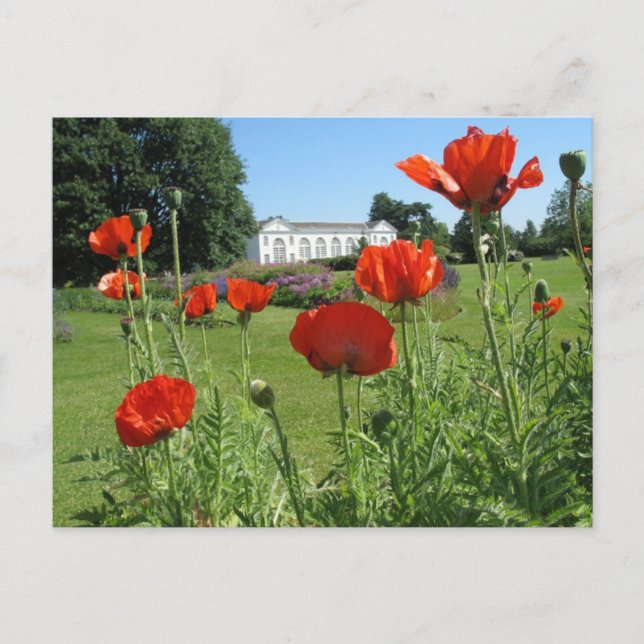 Red Poppies at Kew Gardens Postcard (Front)