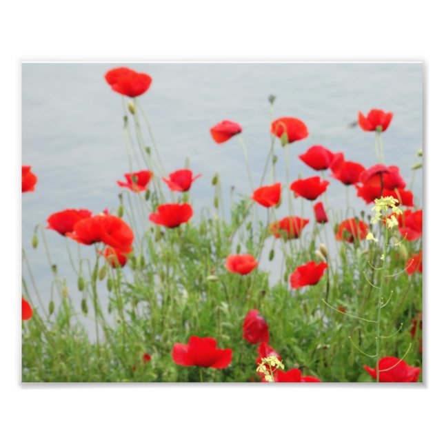 Red Poppies at the sea Photo Print (Front)