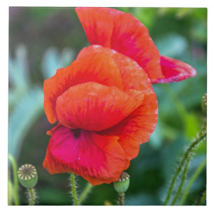 Red poppies ceramic tile