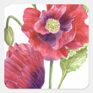 Red Poppies Floral Art Square Sticker