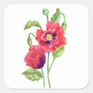 Red Poppies Floral Art Square Sticker