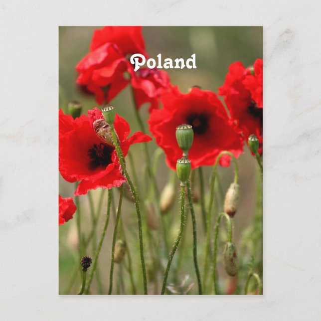 Red Poppies in Poland Postcard (Front)