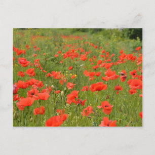 Red Poppies in the field Postcard