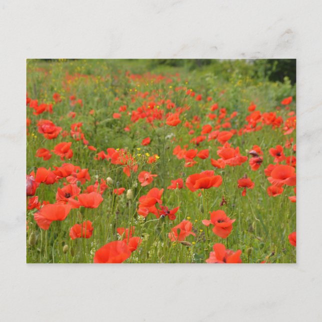 Red Poppies in the field Postcard (Front)