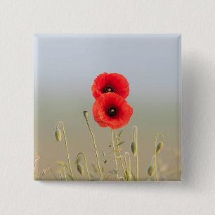 Red Poppies in the morning light 15 Cm Square Badge