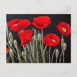 Red Poppies Nature Art Postcard