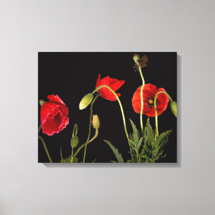 Red Poppies On Black Canvas Print