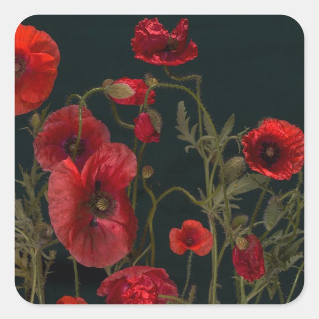 Red Poppies On Black Square Sticker (Front)