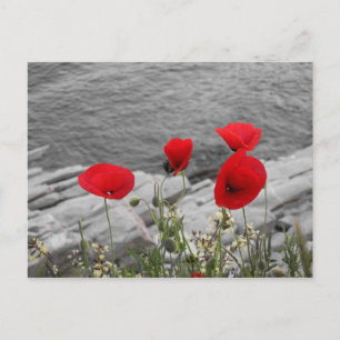 red poppies postcard