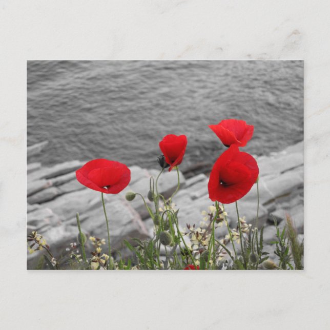 red poppies postcard (Front)