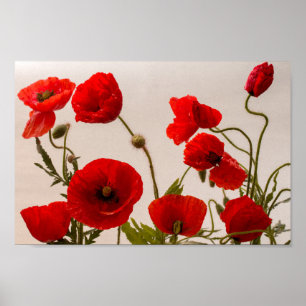 Red poppies poster