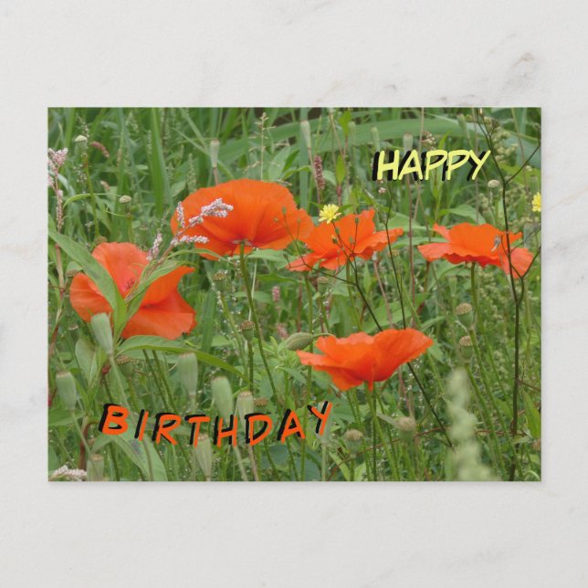 Red Poppies Wild Flowers Happy Birthday Postcard (Front)