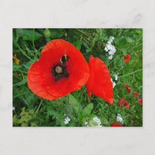 Red Poppies with Bee DIY Postcard