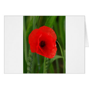 Red poppy
