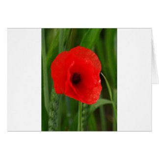 Red poppy