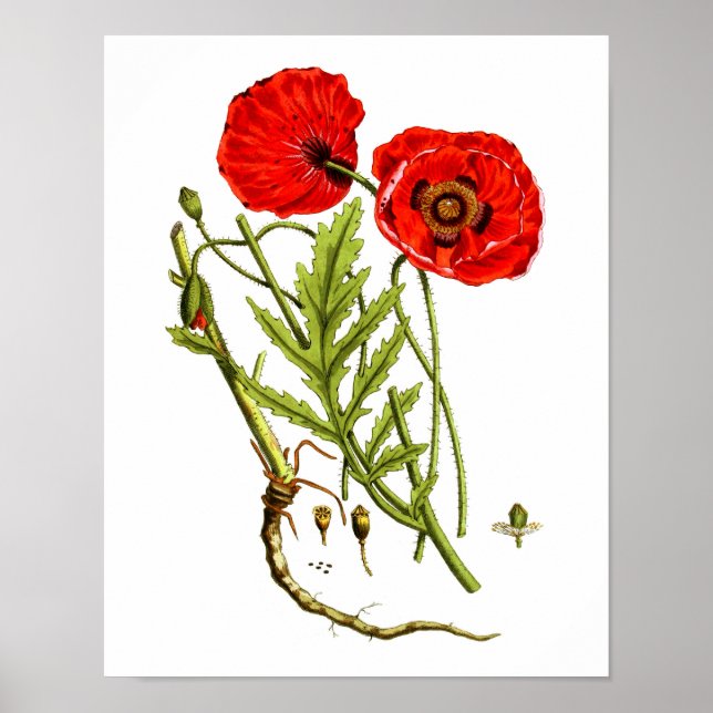 Red Poppy art print #12 (Front)
