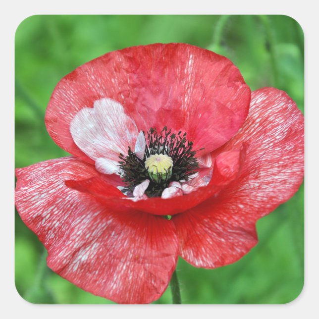 Red poppy beauty square sticker (Front)