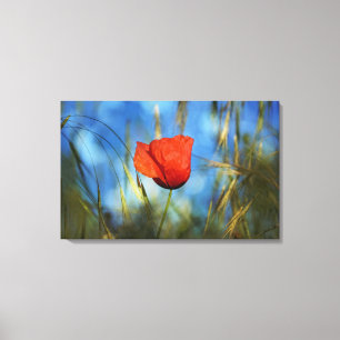 Red poppy canvas print