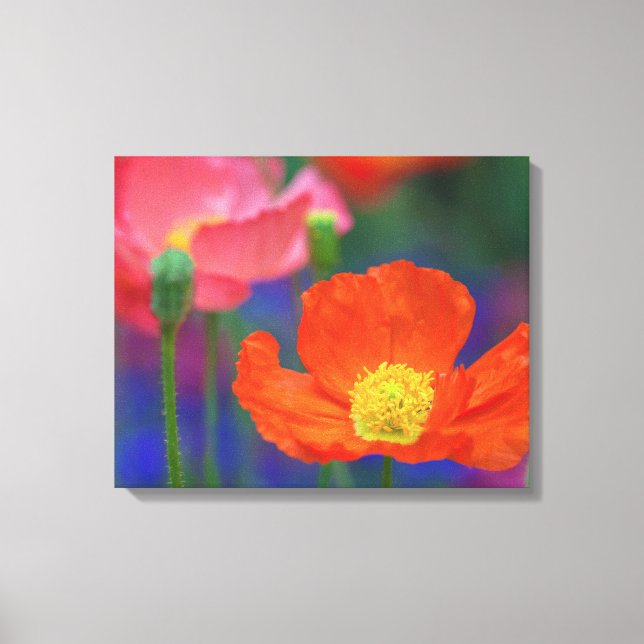 Red Poppy Canvas Print (Front)