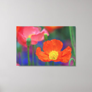 Red Poppy Canvas Print
