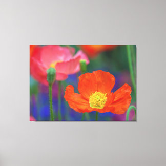 Red Poppy Canvas Print