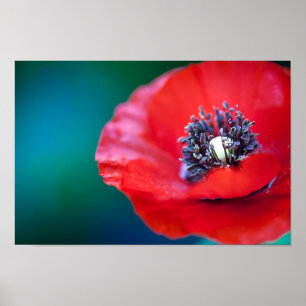 RED POPPY CLOSE UP POSTER
