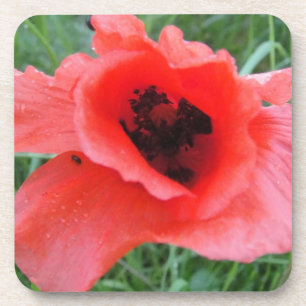 red poppy coaster