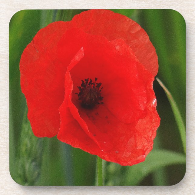 Red poppy coaster (Front)