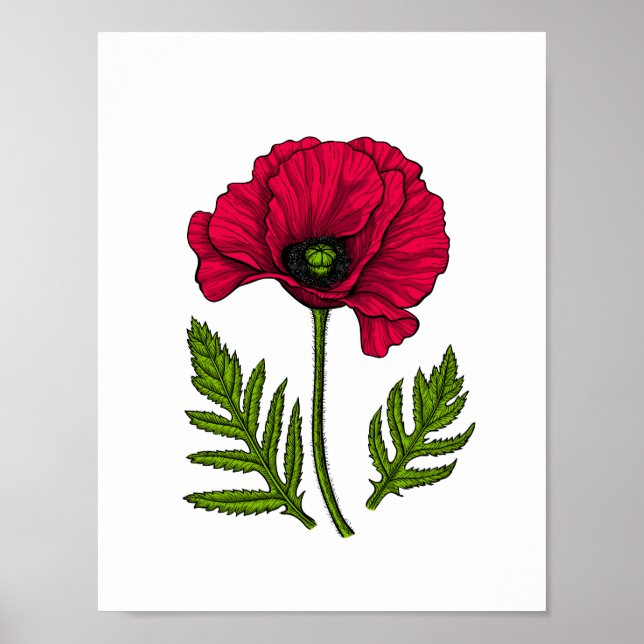 Red poppy drawing 3 poster (Front)