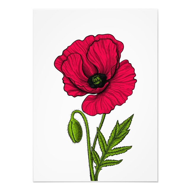 Red poppy drawing photo print (Front)